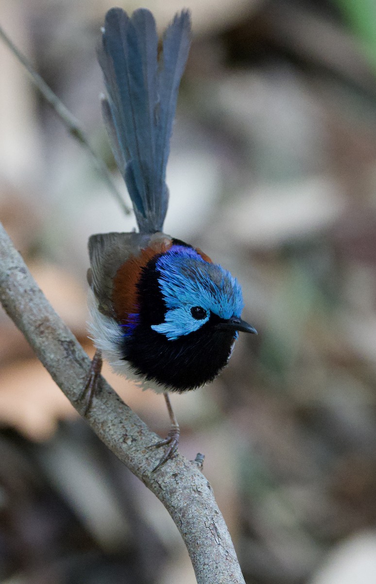 Variegated Fairywren - ML647594096