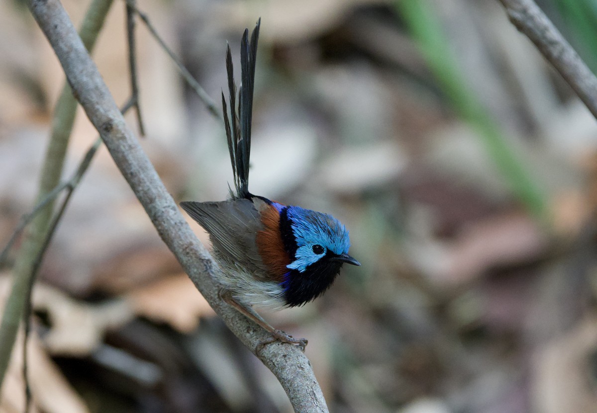 Variegated Fairywren - ML647594097
