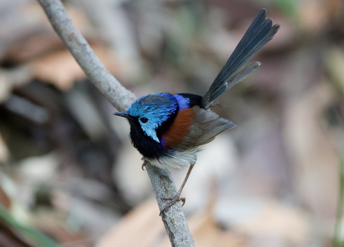 Variegated Fairywren - ML647594098