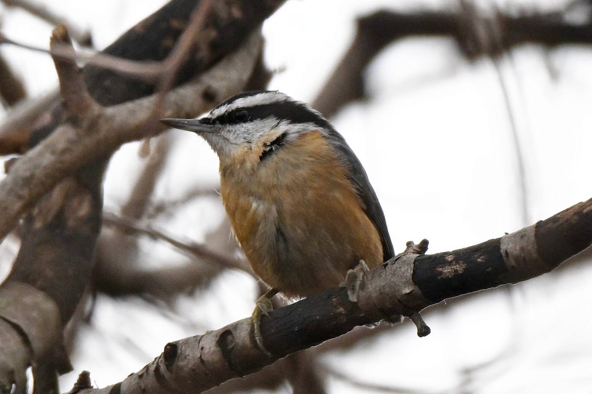 Red-breasted Nuthatch - ML647594099