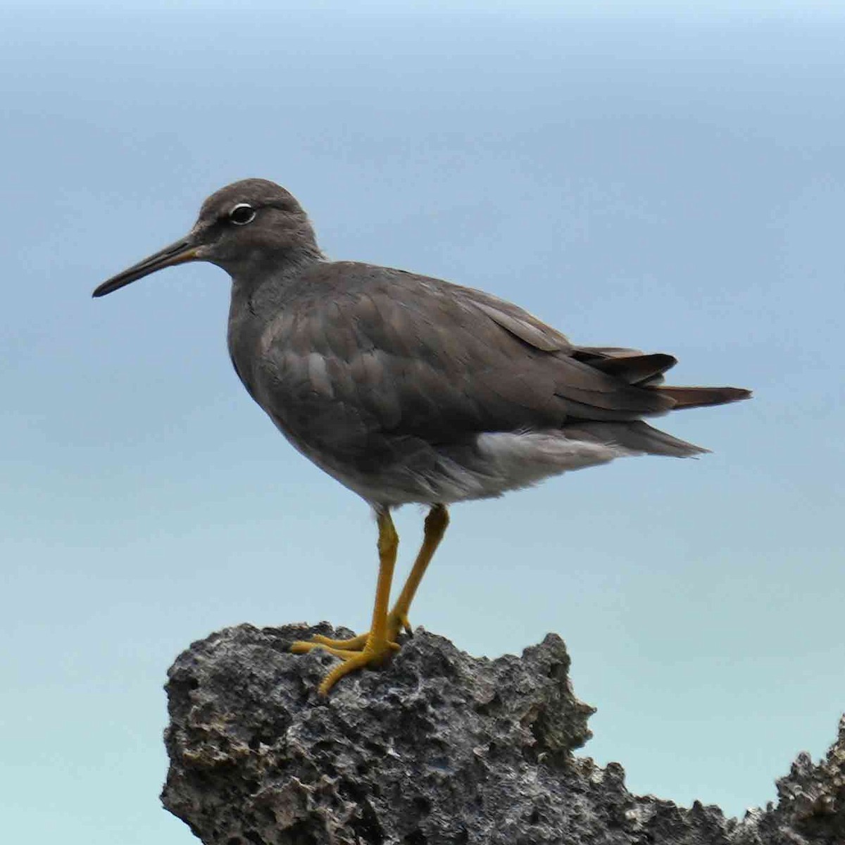 美洲黃足鷸 - ML647594100