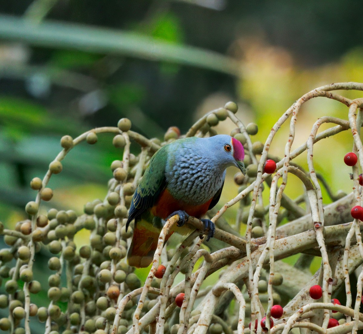 Rose-crowned Fruit-Dove - ML647594101
