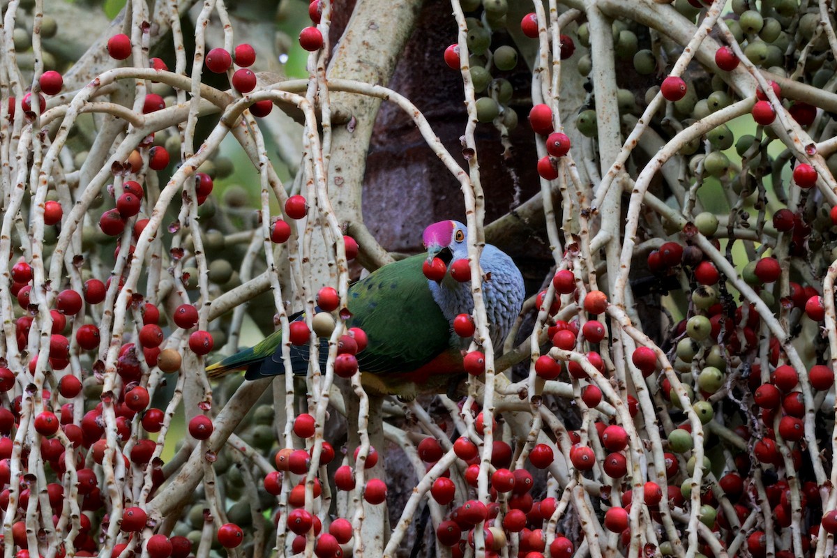 Rose-crowned Fruit-Dove - ML647594102