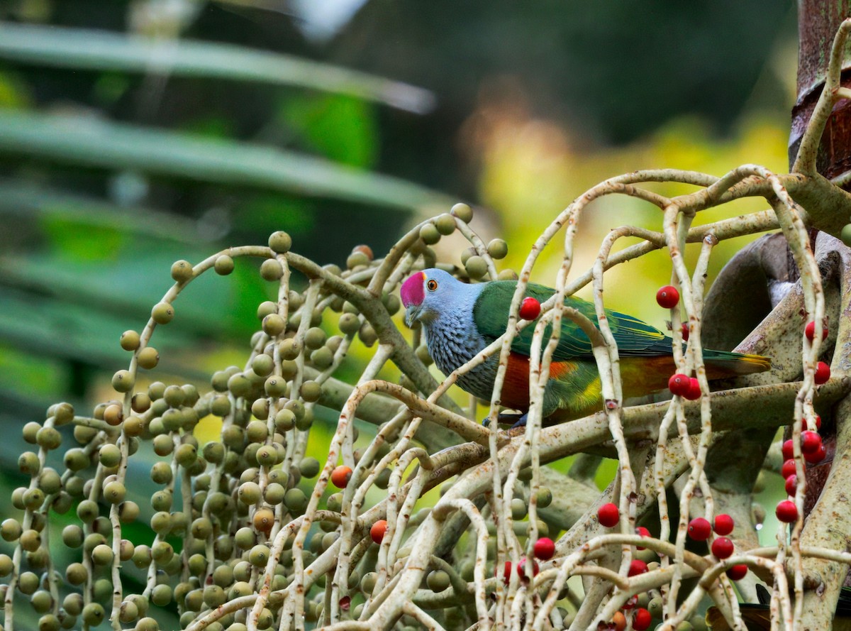 Rose-crowned Fruit-Dove - ML647594103