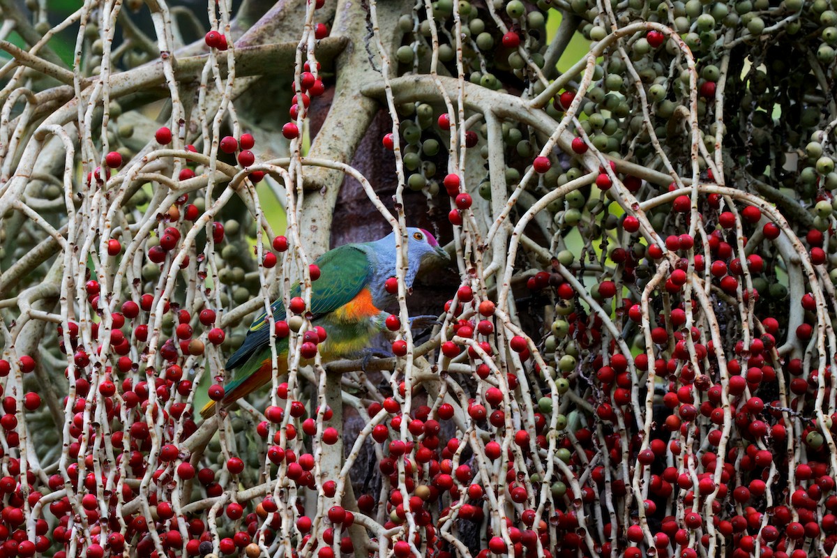 Rose-crowned Fruit-Dove - ML647594104