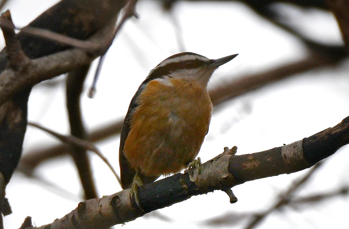 Red-breasted Nuthatch - ML647594105
