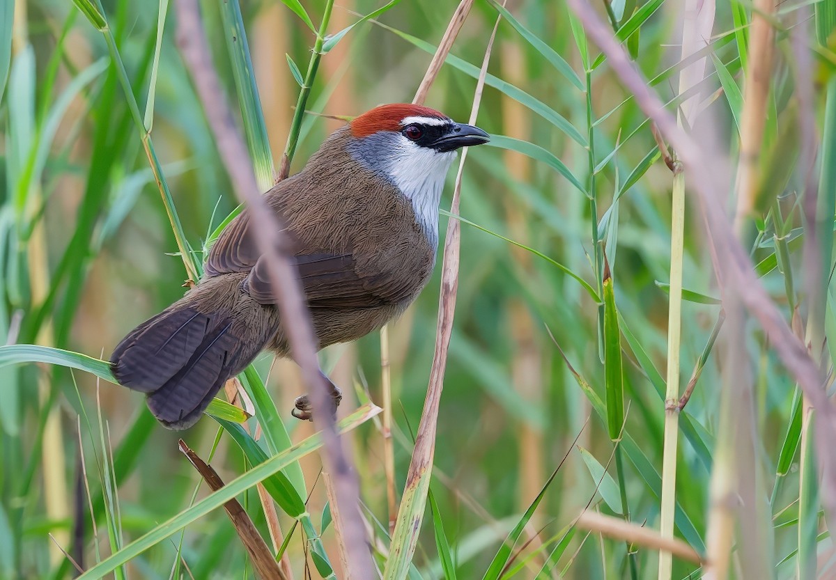 Chestnut-capped Babbler - ML647594107