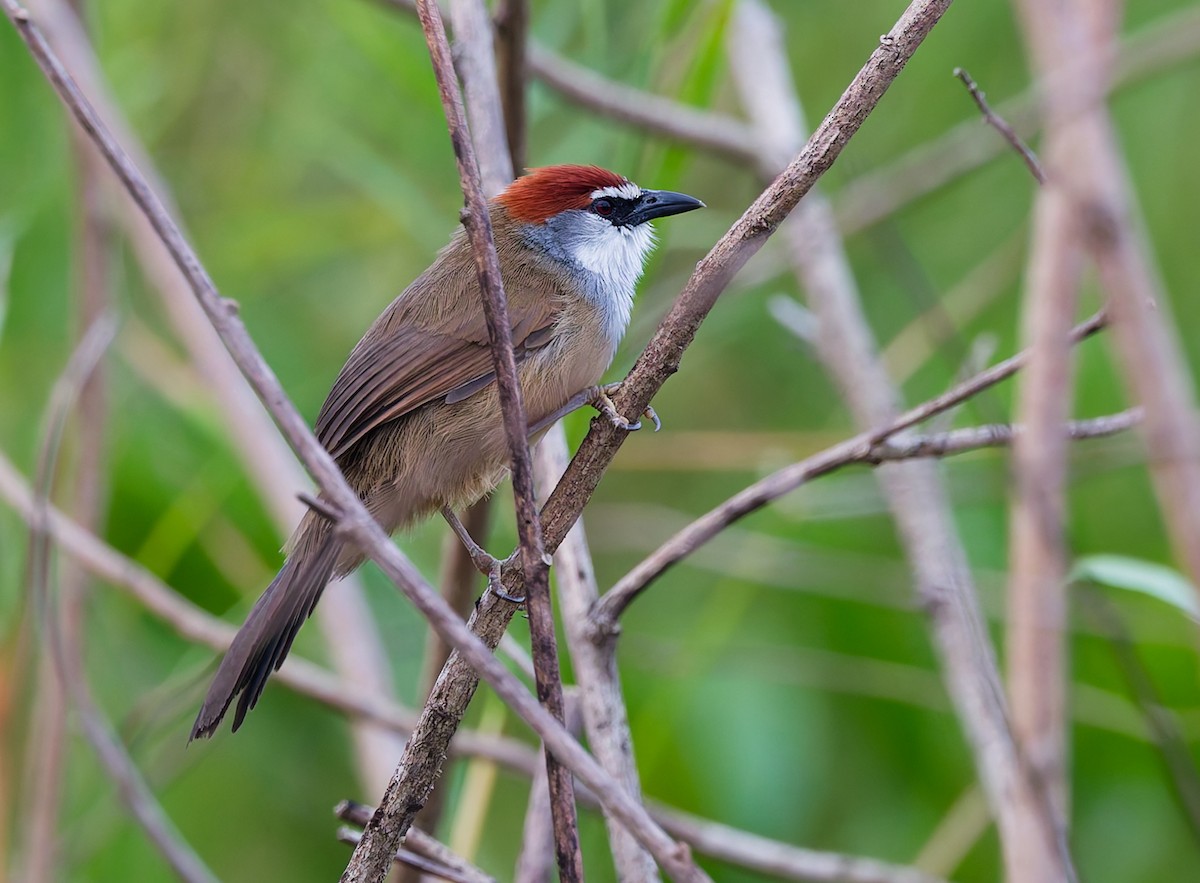 Chestnut-capped Babbler - ML647594108