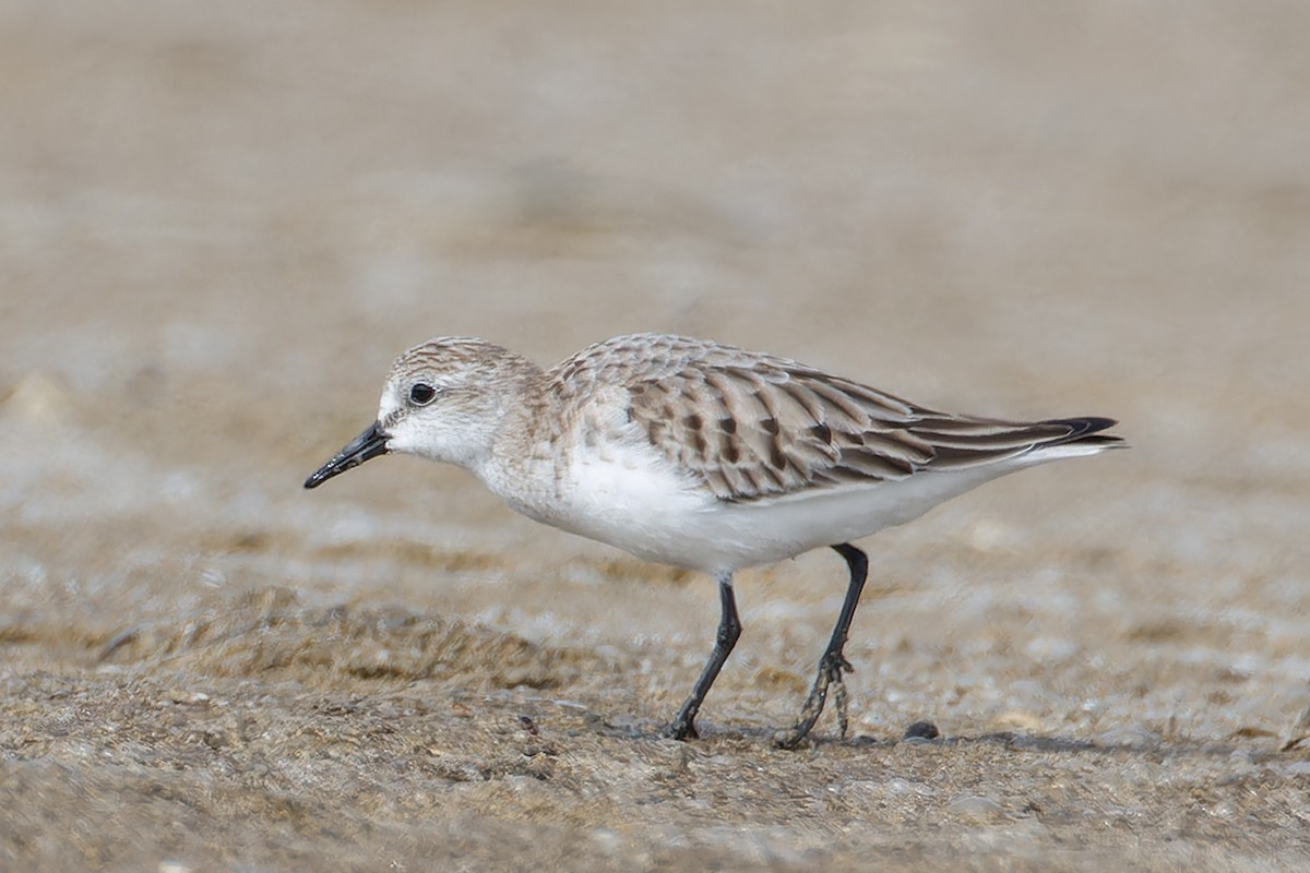 紅胸濱鷸 - ML647594109