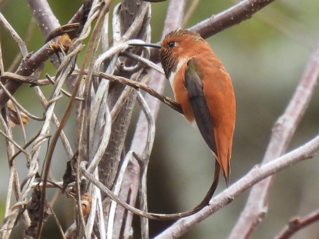 Rufous Hummingbird - ML647594110