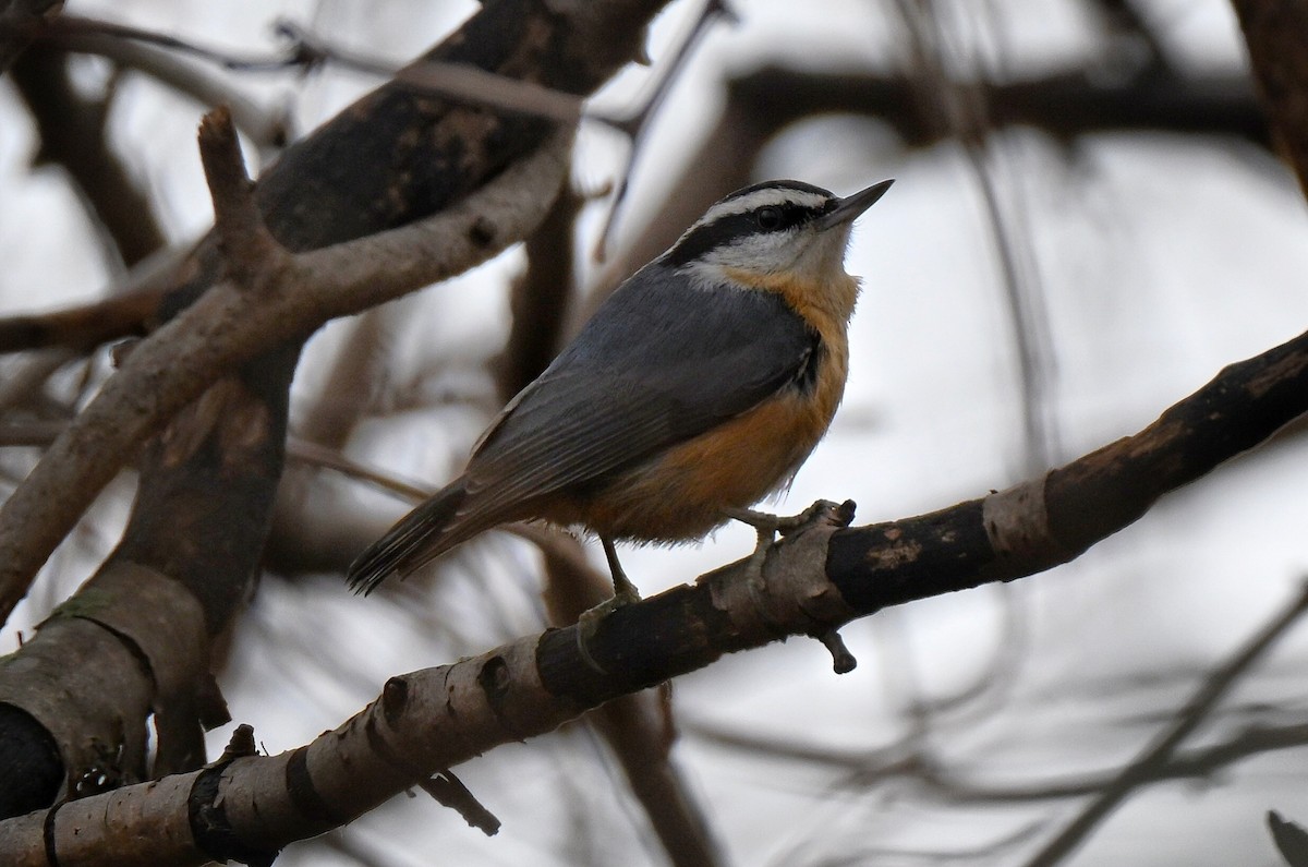 Red-breasted Nuthatch - ML647594111