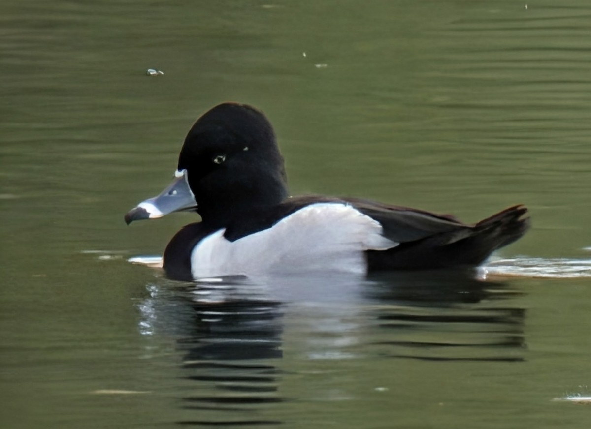 環頸潛鴨 - ML647594112