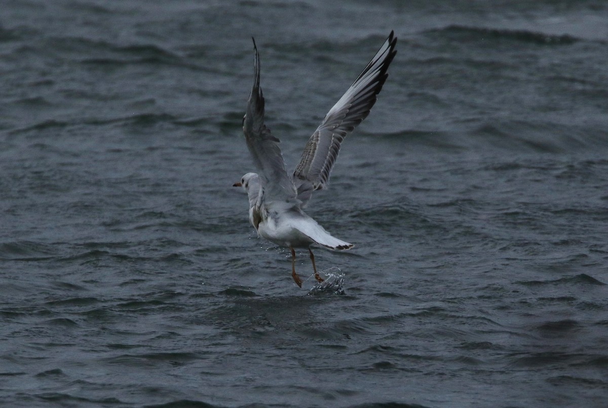 紅嘴鷗 - ML647594115