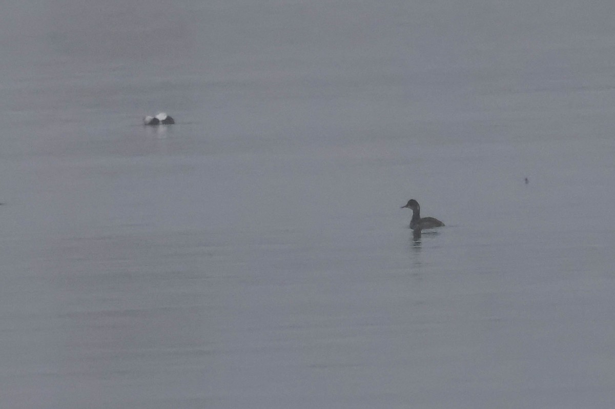 Grèbe à cou noir - ML647594135