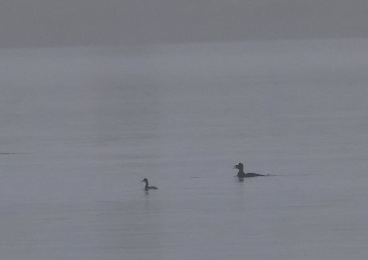 Grèbe à cou noir - ML647594137