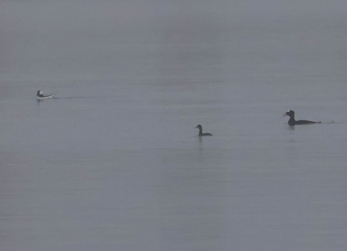 Grèbe à cou noir - ML647594139