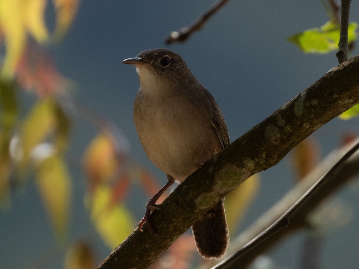Southern House Wren - ML647594140