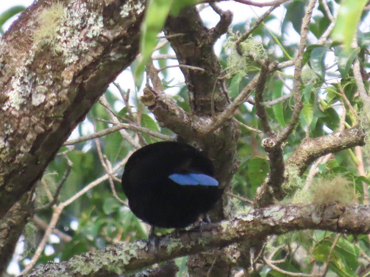 Paradise Riflebird - ML647594161
