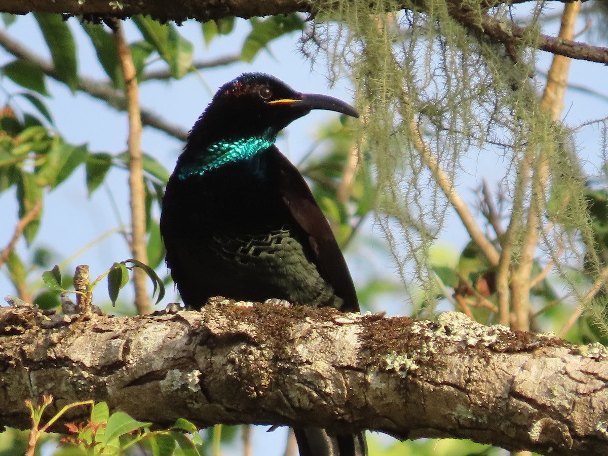 Paradise Riflebird - ML647594162