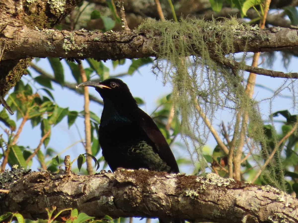 Paradise Riflebird - ML647594163