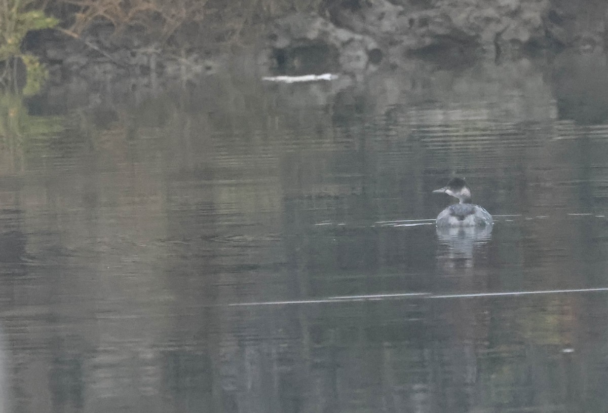 Grèbe à cou noir - ML647594165