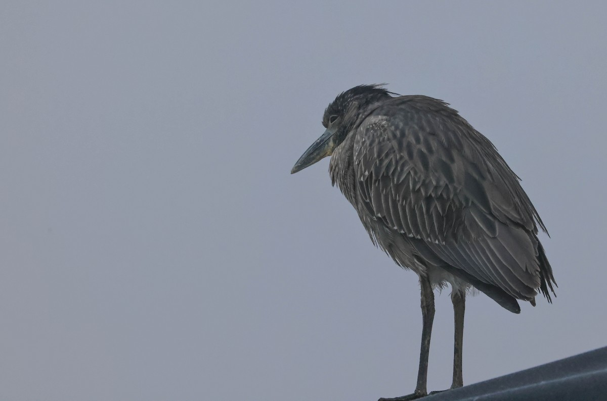 Yellow-crowned Night Heron - ML647594168