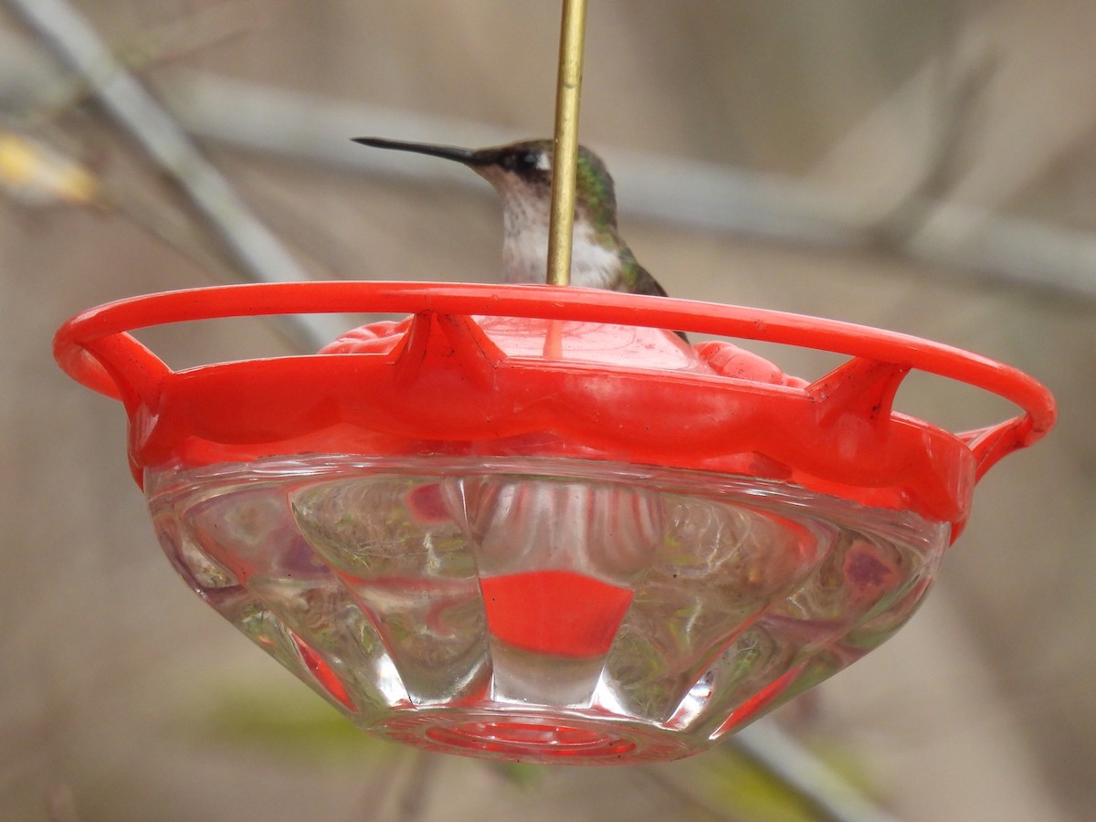 Колібрі рубіновогорлий - ML647594183