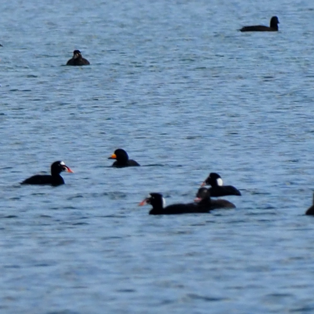 Black Scoter - ML647594187