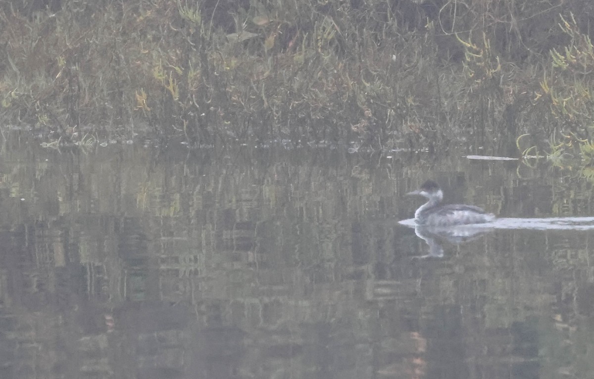 Grèbe à cou noir - ML647594189