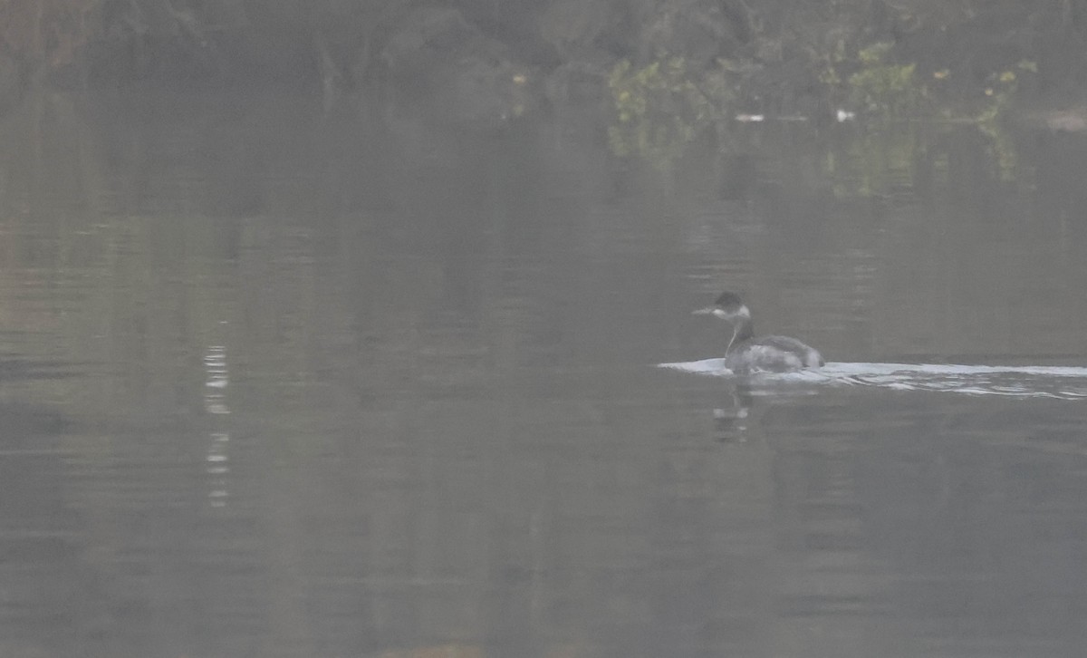 Grèbe à cou noir - ML647594194