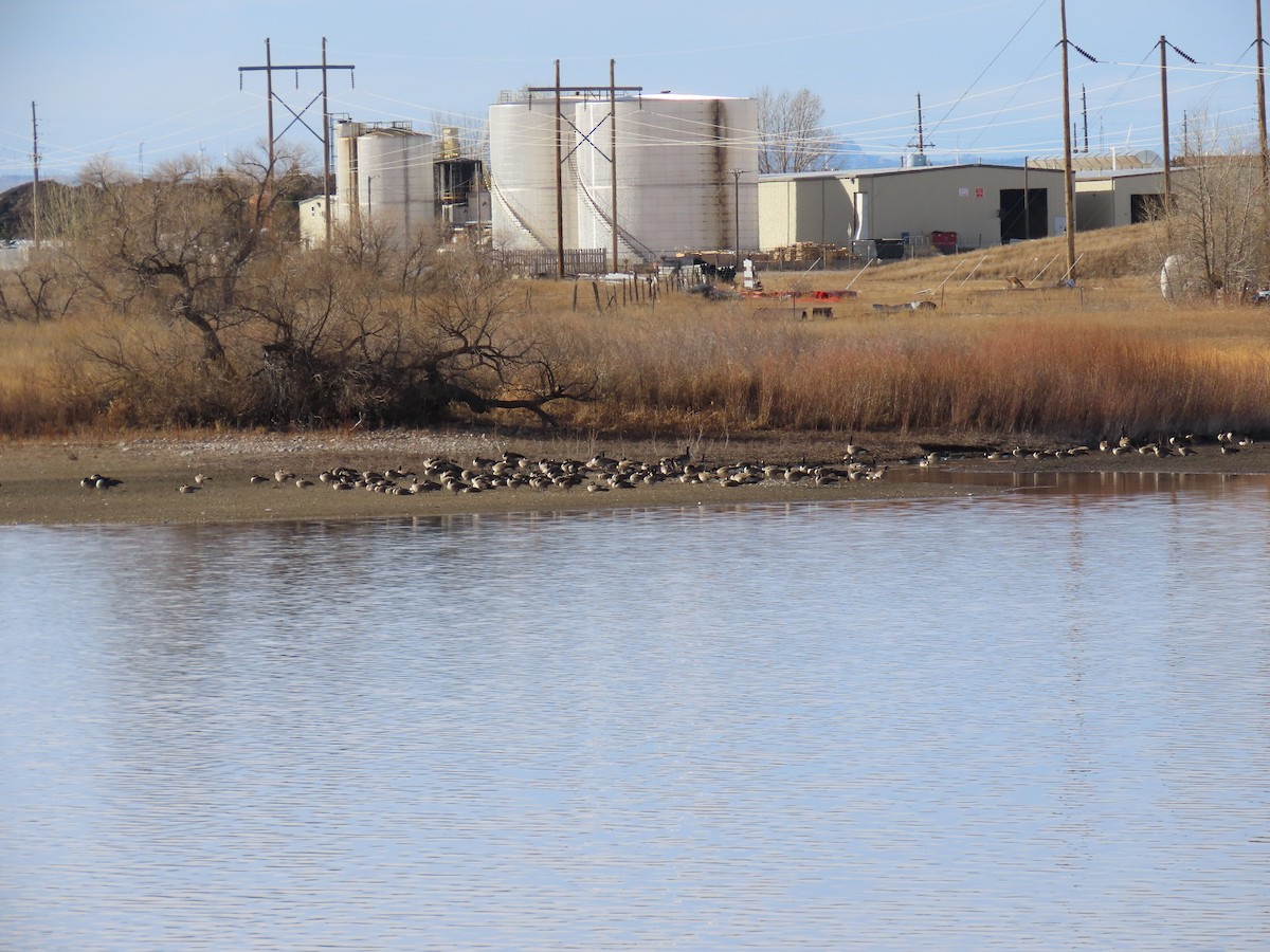 Canada Goose - ML647594200