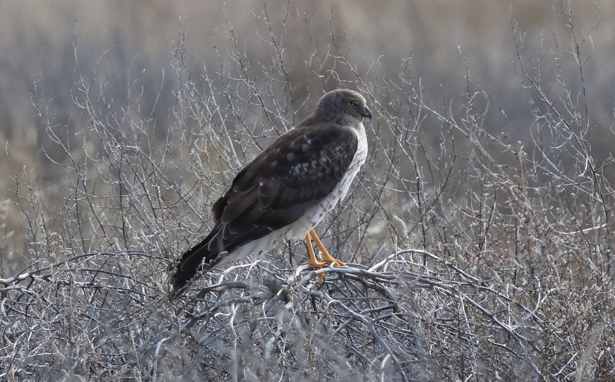 moták severoamerický - ML647594201