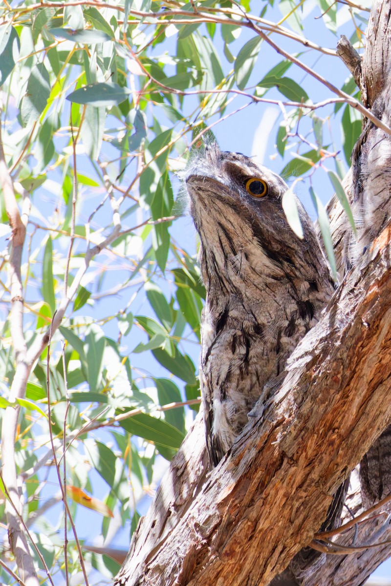 Avustralya Kocaağzı - ML647594220