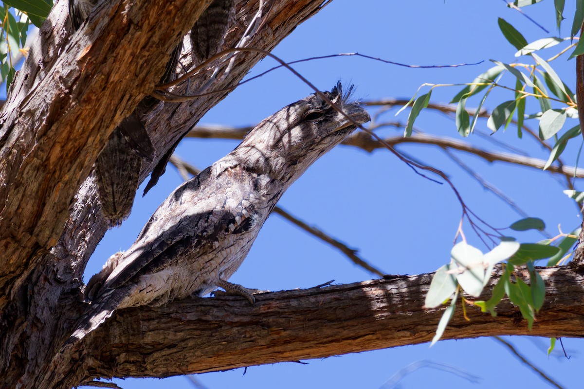 Avustralya Kocaağzı - ML647594221