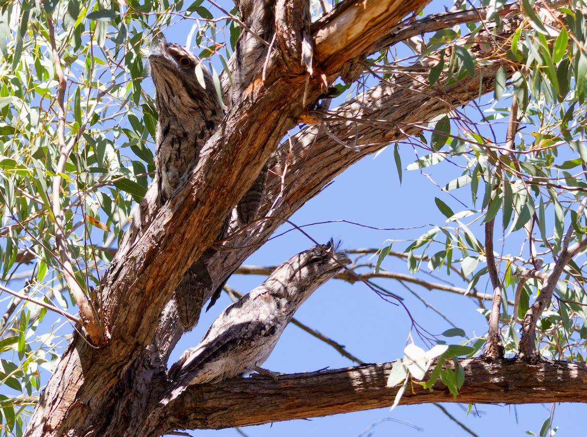 Avustralya Kocaağzı - ML647594222