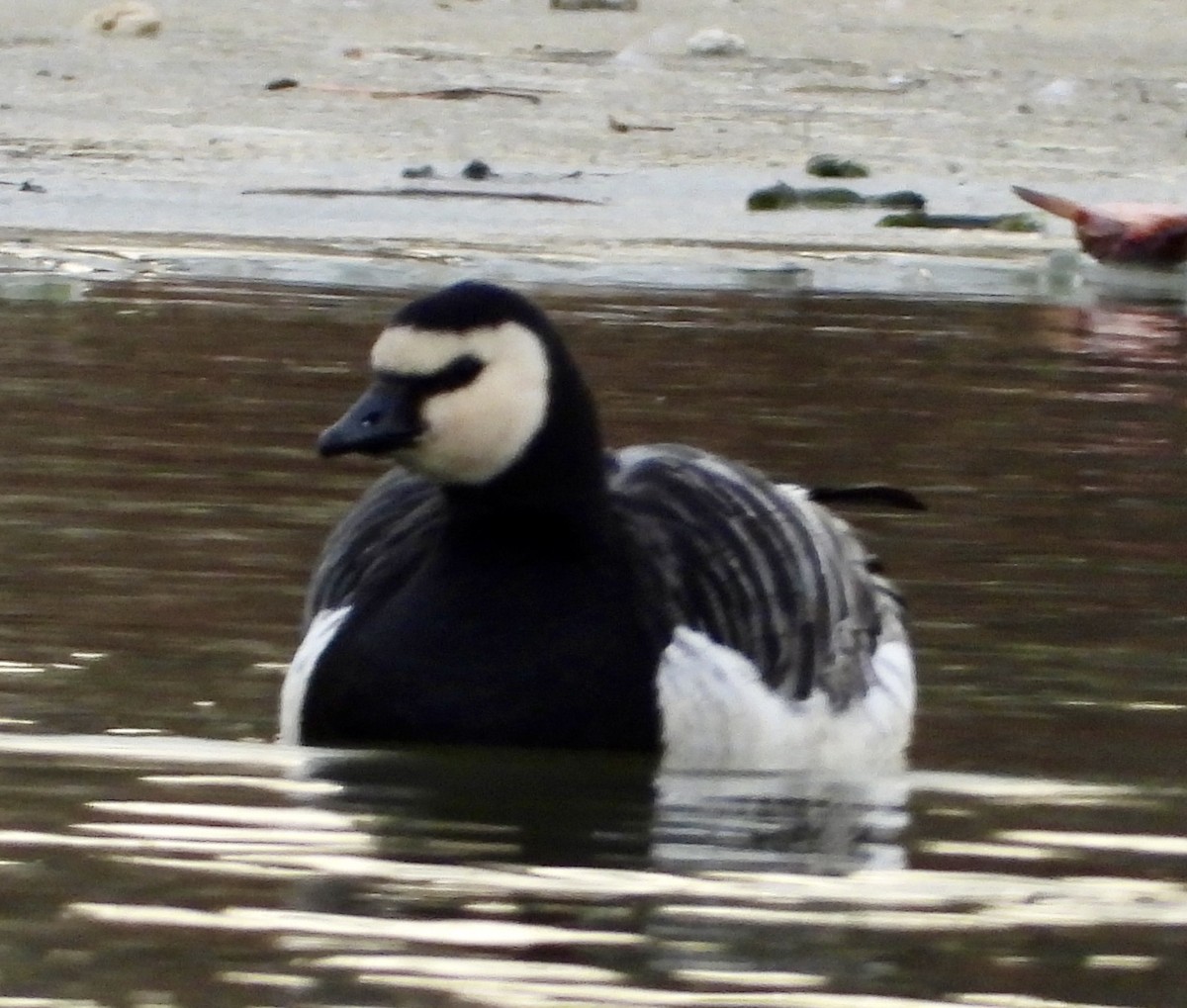 Ak Yanaklı Kaz - ML647594227