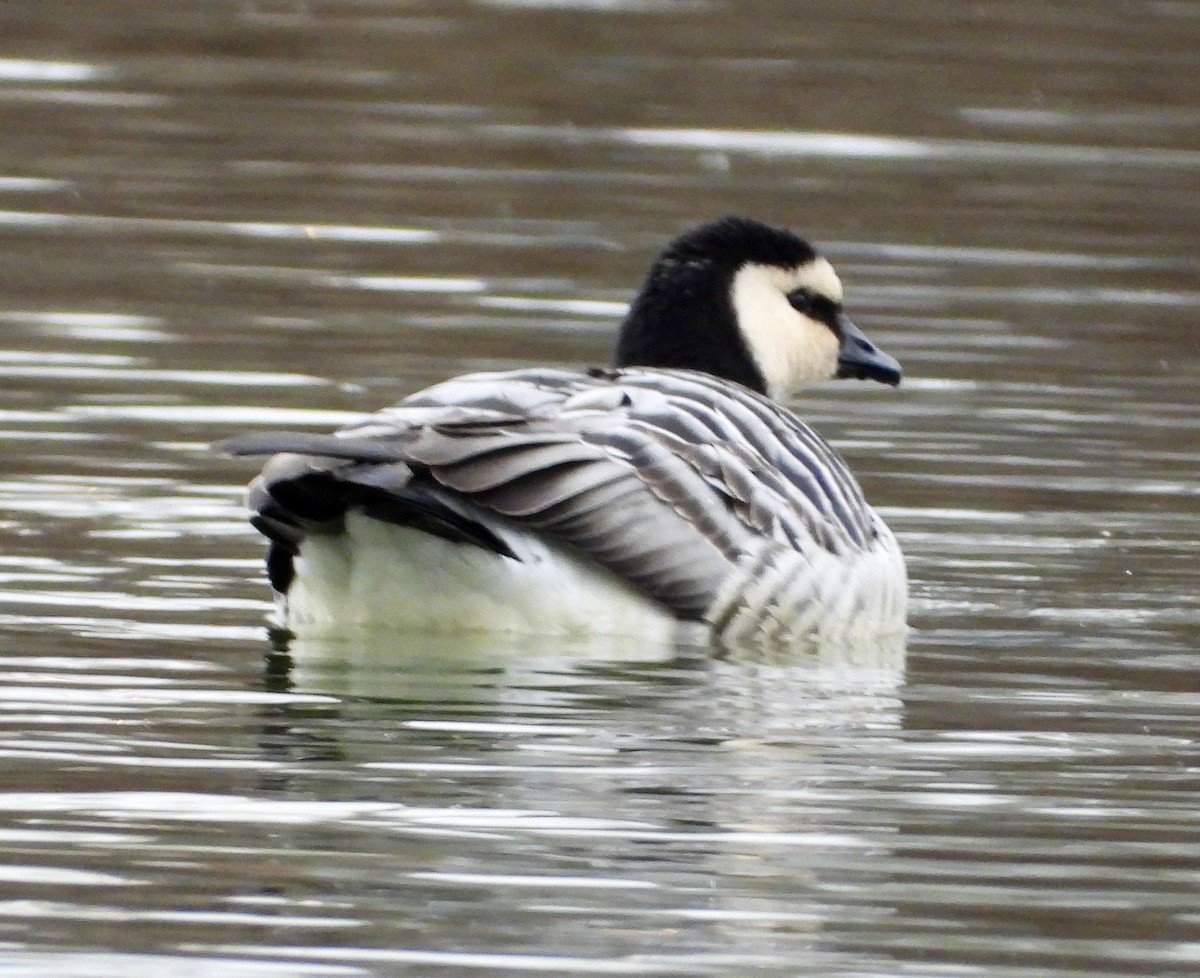 Ak Yanaklı Kaz - ML647594228