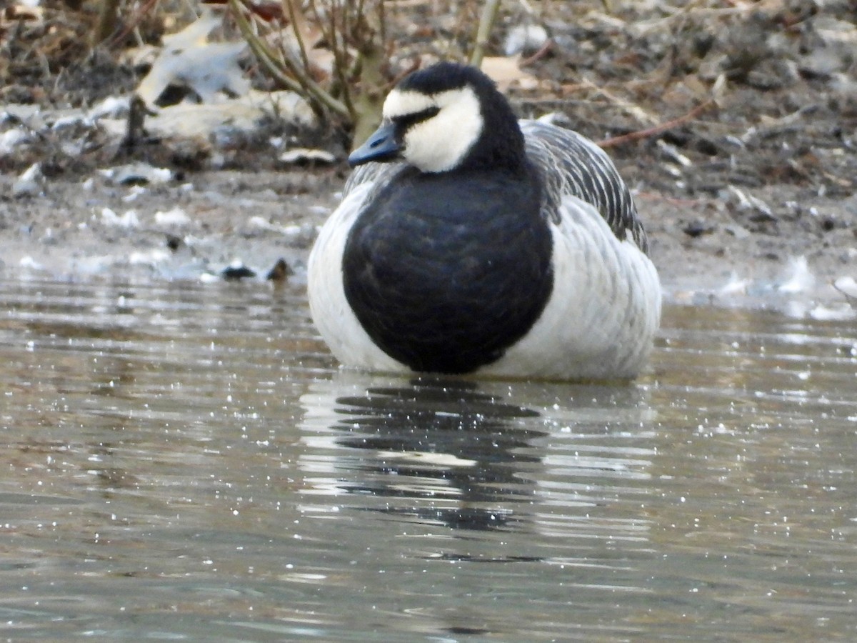 Ak Yanaklı Kaz - ML647594229