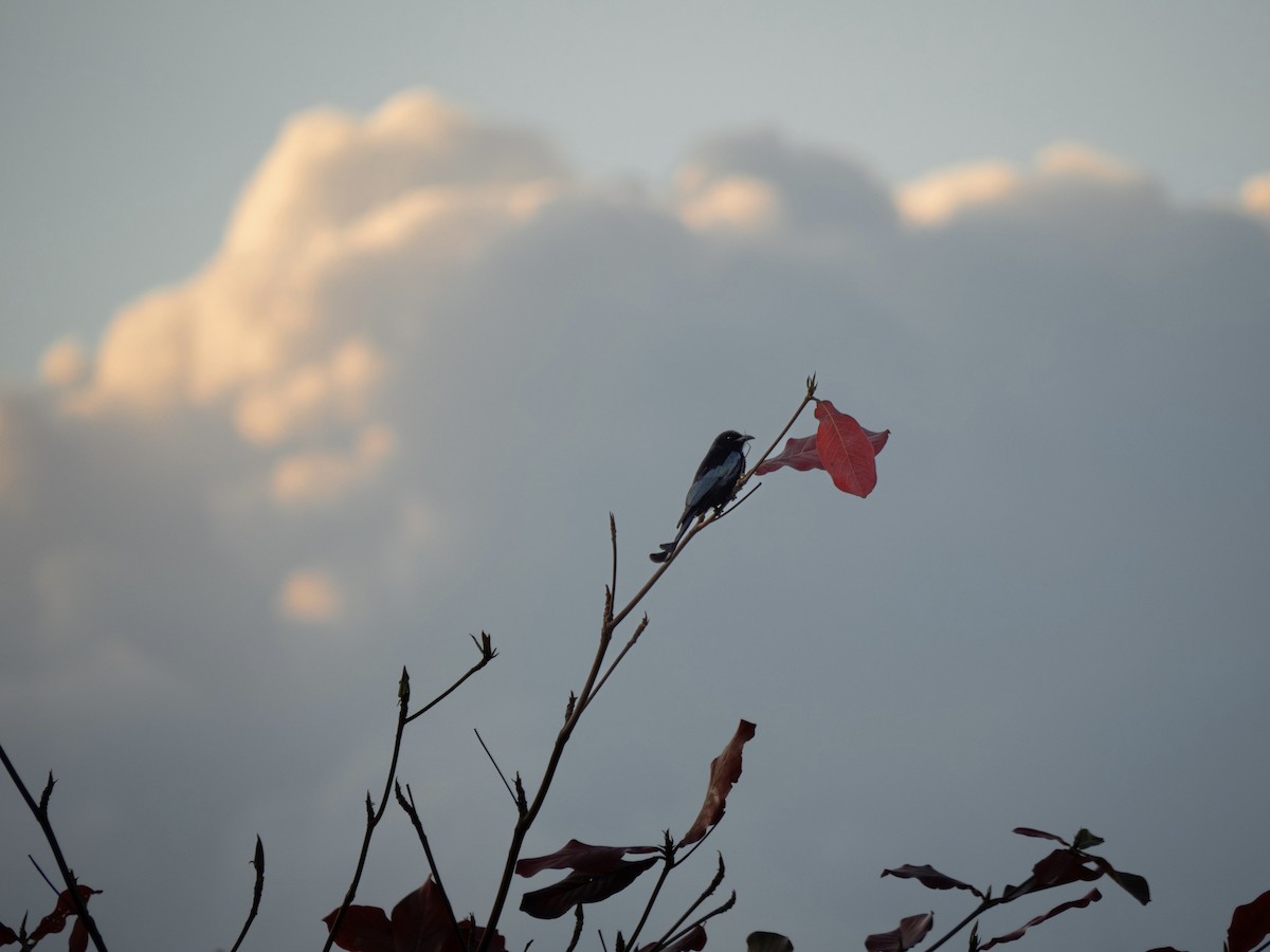 Hair-crested Drongo - ML647594235