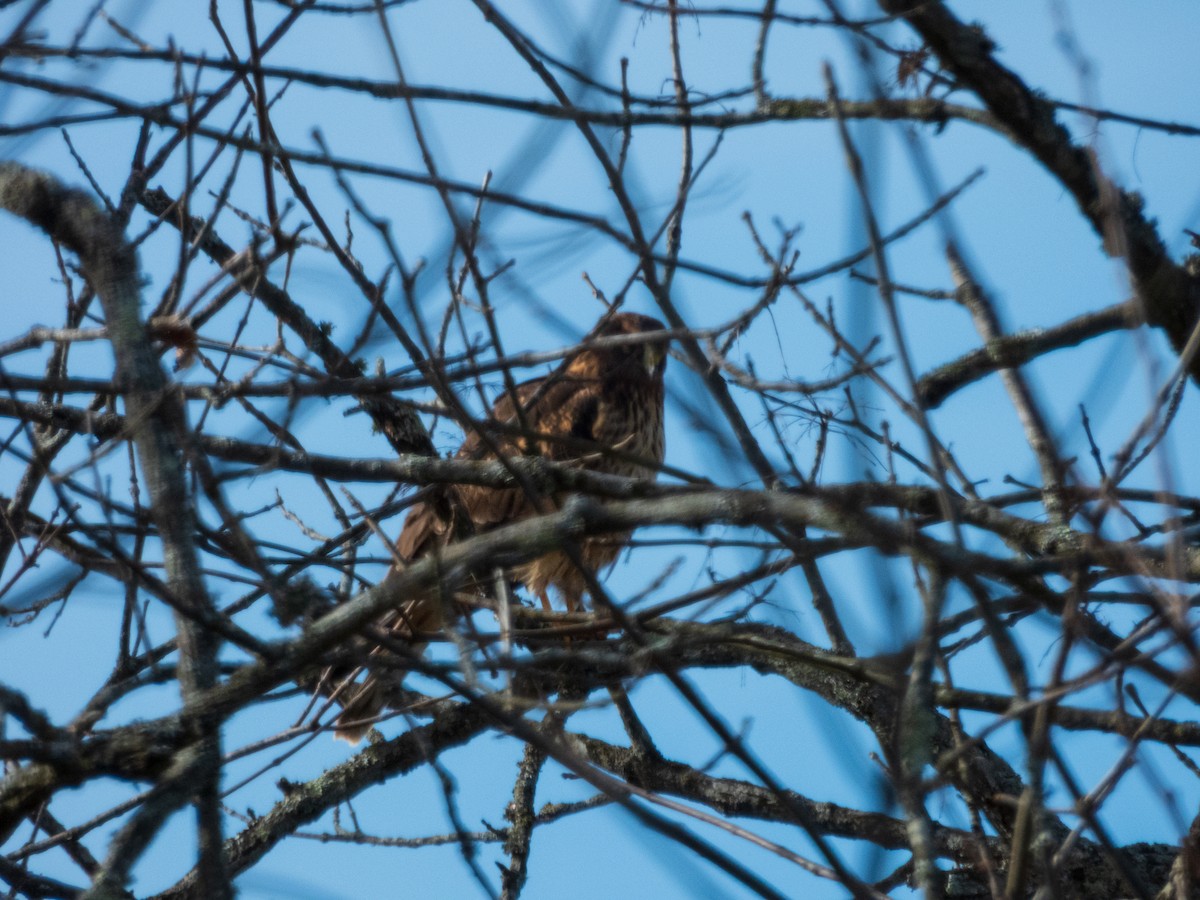 moták severoamerický - ML647594286