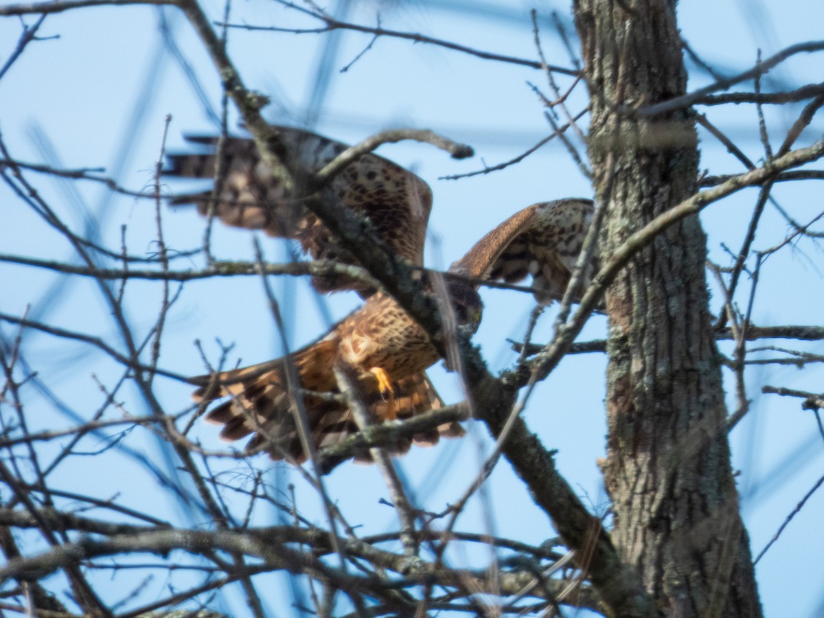 moták severoamerický - ML647594287