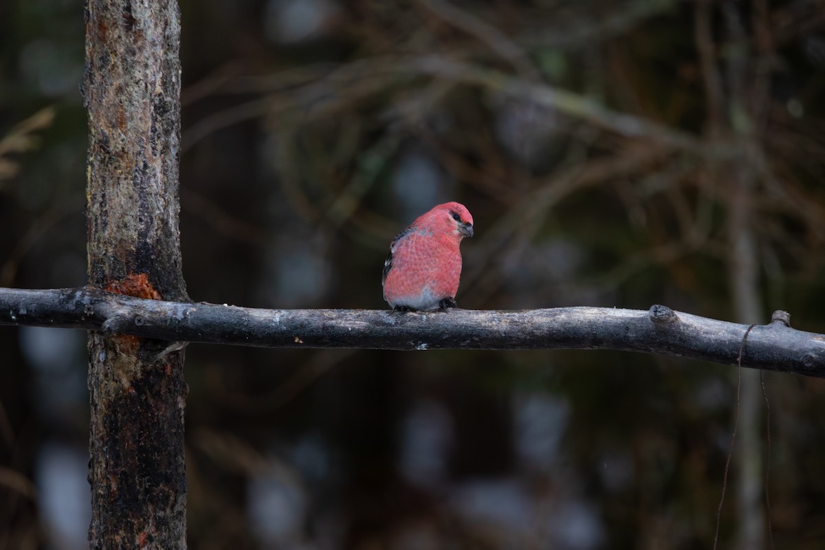 Pinu-gailupa - ML647594290