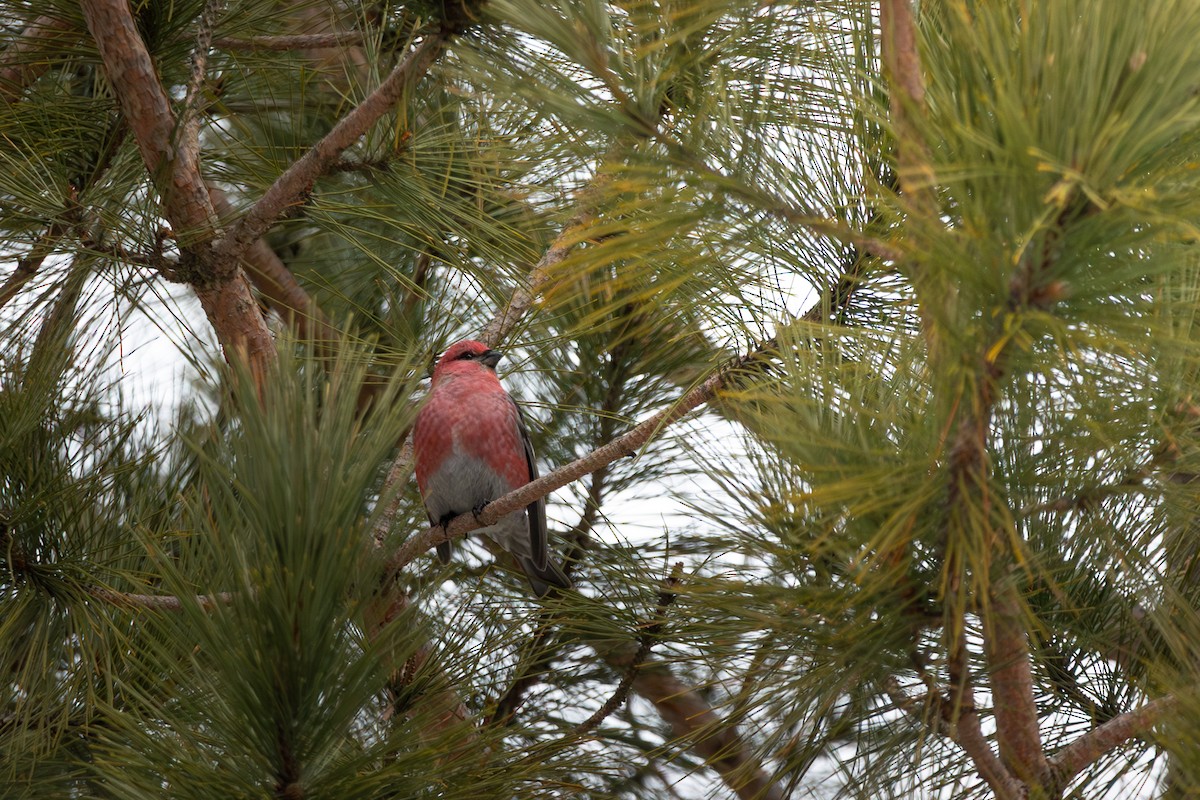 Pinu-gailupa - ML647594291