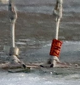 American Herring Gull - ML647594338