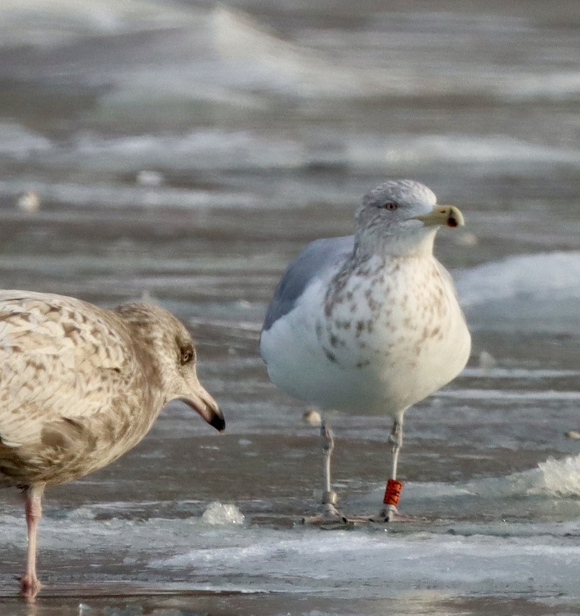 American Herring Gull - ML647594339