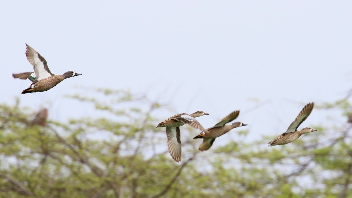 Zertzeta hegalurdina - ML647594341