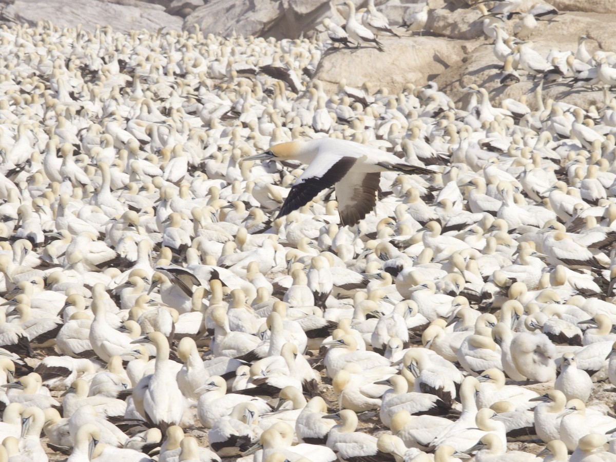 Cape Gannet - ML647594359