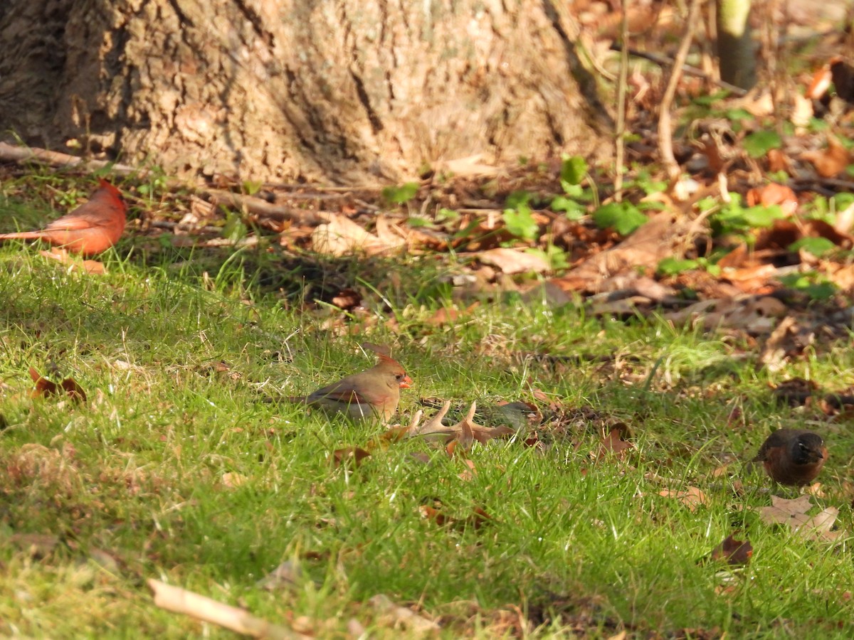 Northern Cardinal - ML647594373