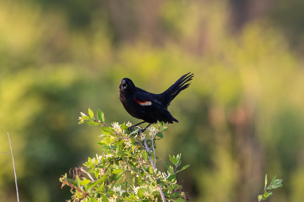 Red-winged Blackbird - ML647594389