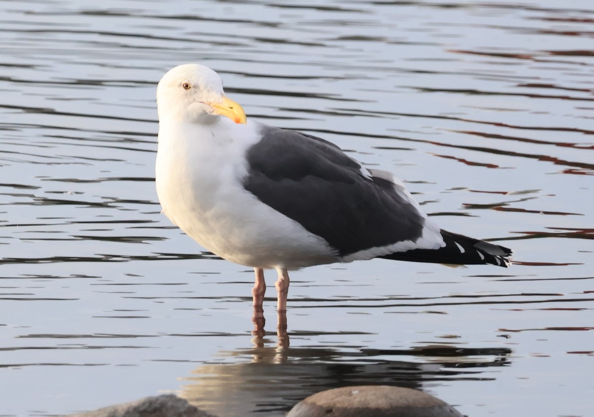 Gaviota Occidental - ML647594402
